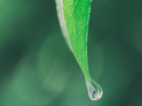 Vietnam Kratom Reviews