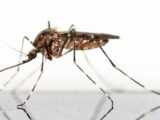 How to Keep Mosquitoes Away From Your Home