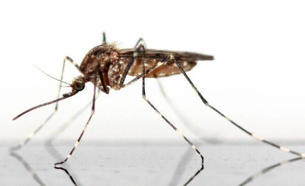 How to Keep Mosquitoes Away From Your Home