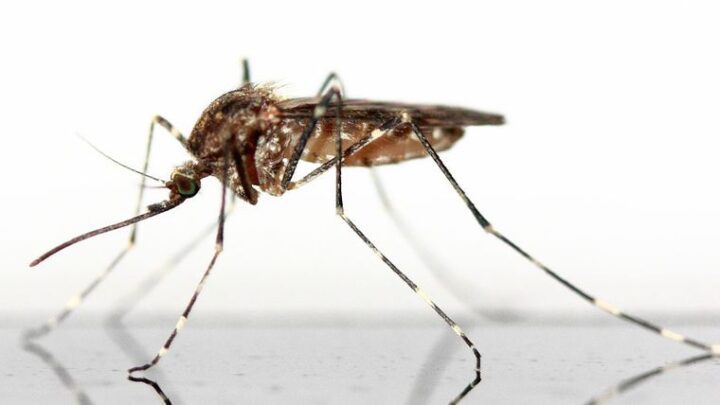 How to Keep Mosquitoes Away From Your Home?