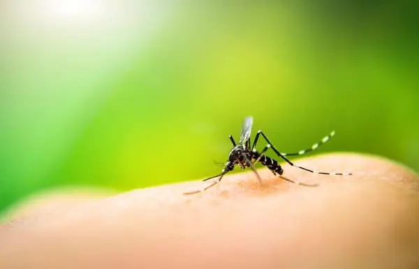 How to Keep Mosquitoes Away From Your Home? How to Keep Mosquitoes Away From Your Home?