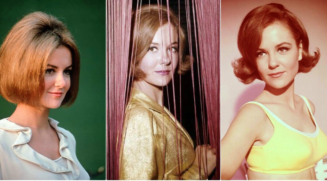 Shelley Fabares Biography: Songs, Age, Children, Net Worth, Husband, Hair, Photos, Height, Still Alive? Shelley Fabares Biography: Songs, Age, Children, Net Worth, Husband, Hair, Photos, Height, Still Alive?