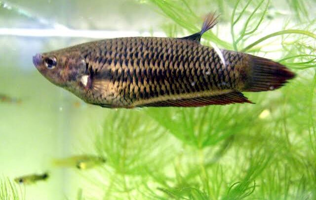 Female Betta Fish: Appearance, Companions & Care Guide