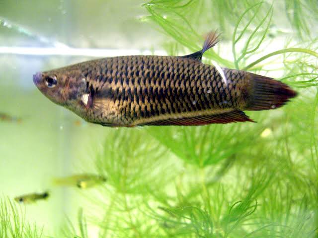 Female Betta Fish: Appearance, Companions & Care Guide
