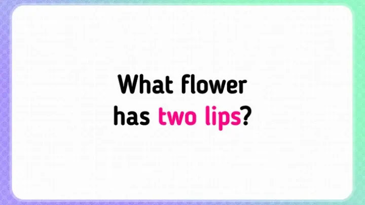 Riddle Riddle!! Which Flowers Have Two Lips?