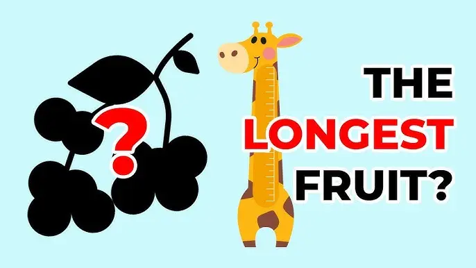 Cracking the Mystery of the Longest Fruit Riddle