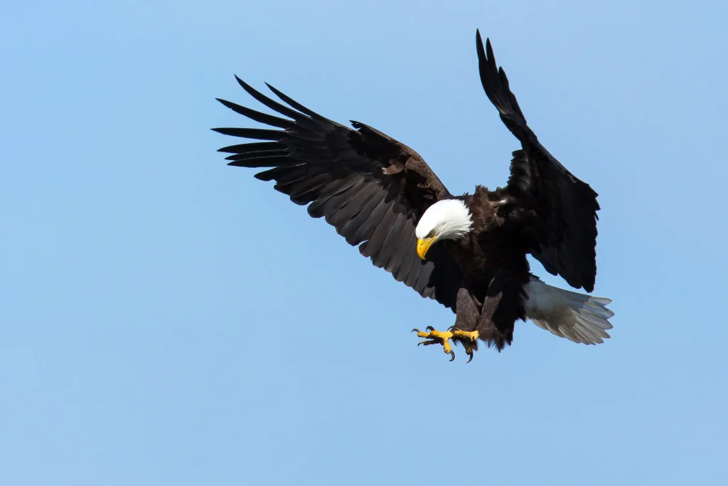 Embracing the Mystical: Bird Symbolism and Their Spiritual Significance