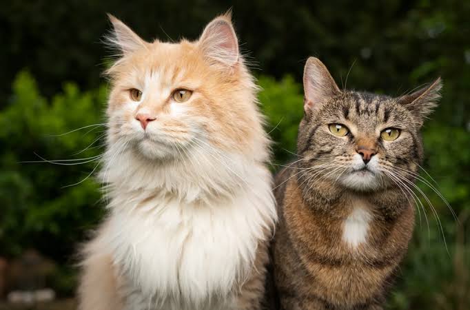 The Cleanest Animal on Earth: Debunking Myths and Celebrating Hygiene