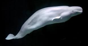 Beluga Biography: Age, Net Worth, Instagram, Spouse, Height, Wiki, Parents, Siblings, YouTube