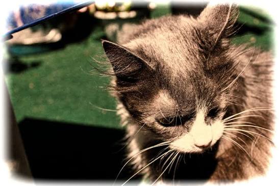 Nation Mourns Beloved Feline Icon Coco