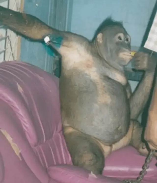 Pony the Orangutan’s Exploitation Exposes Horrific Wildlife Abuse