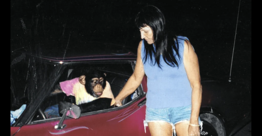 The Cautionary Tale of Travis the Chimpanzee (Chimp)