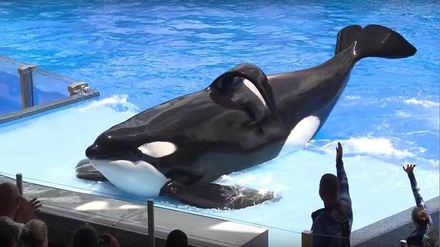 Tilikum Biography: Age, Death, Cause of Death, Weight, Place of Birth Tilikum Biography: Age, Death, Cause of Death, Weight, Place of Birth