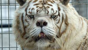 Animals with Down Syndrome: Myths, Facts, and Fascinating Cases