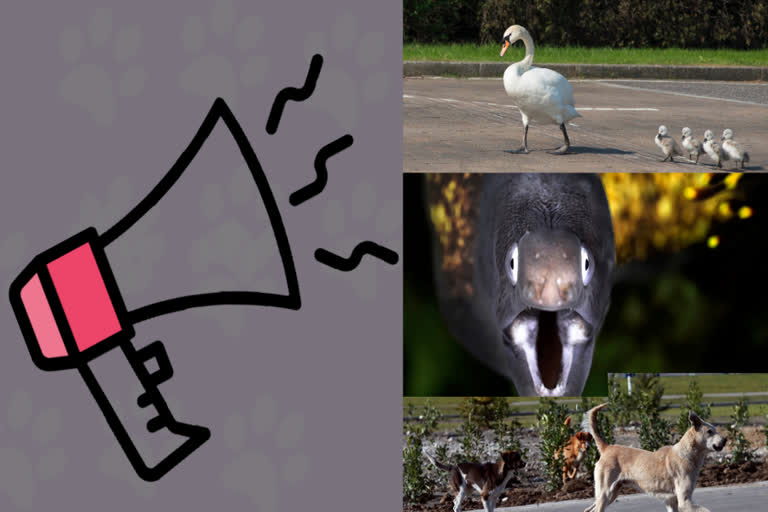 Soundscapes: How Noise Pollution Affects Wildlife and Humans Soundscapes: How Noise Pollution Affects Wildlife and Humans