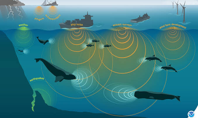 Soundscapes: How Noise Pollution Affects Wildlife and Humans