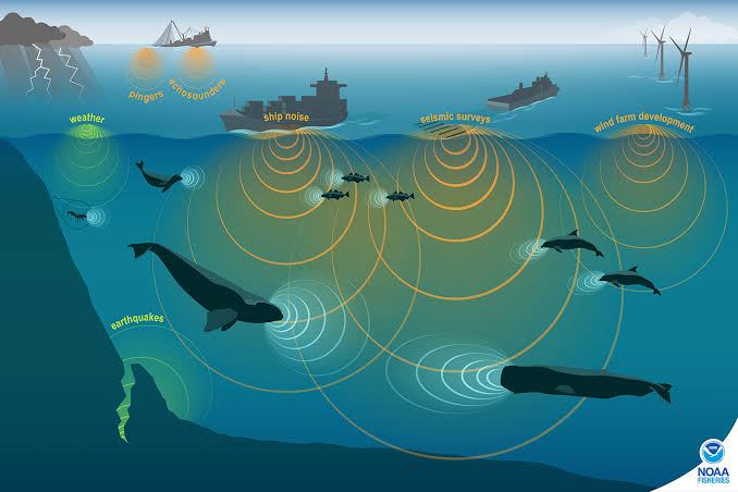 Soundscapes: How Noise Pollution Affects Wildlife and Humans