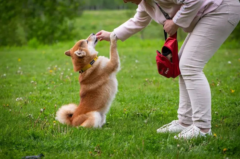 How to Teach Your Dog Basic Tricks: Step-by-Step Training Guide How to Teach Your Dog Basic Tricks: Step-by-Step Training Guide