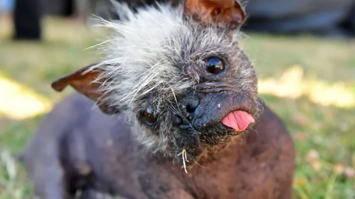 World’s Ugliest Dog Contest Winners: From Wild Thang to Petunia (Photos)