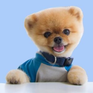 JiffPom