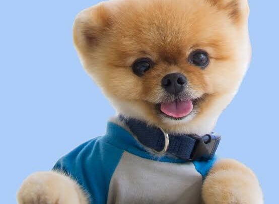 JiffPom Biography: Age, Owner, Breed, Net Worth, Height, Instagram, Movies, Wiki