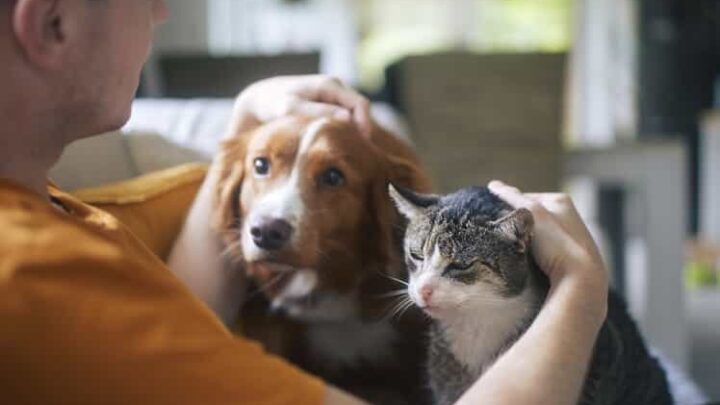 What Senior Pet Care Requires That New Pet Owners Are Not Prepared For