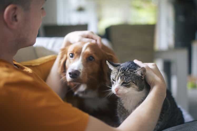 What Senior Pet Care Requires That New Pet Owners Are Not Prepared For
