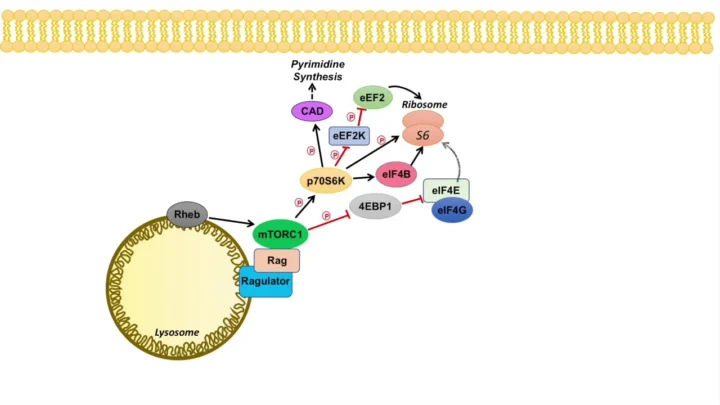 What mTOR Signaling Is and Why Longevity Researchers Keep Talking About It