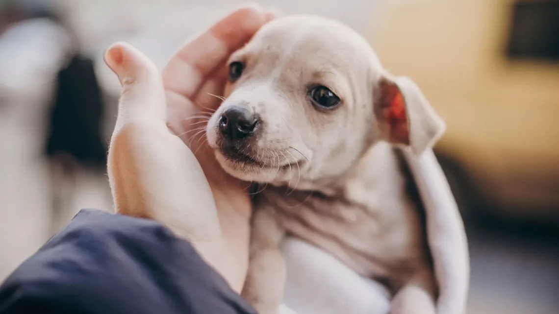 How to Help a Rescue Dog Adjust Without Projecting Human Emotions Onto It