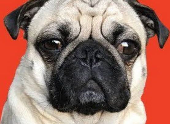Shaq The Pug Biography: Age, Parents, Ethnicity, YouTube, Instagram, Rescues, Skits