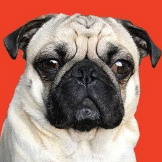 Shaq The Pug Biography: Age, Parents, Ethnicity, YouTube, Instagram, Rescues, Skits