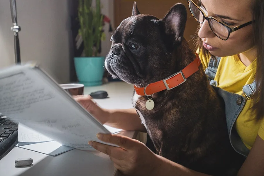 How Pet Insurance Underwriting Works and What Pre-Existing Conditions Mean for Your Claim