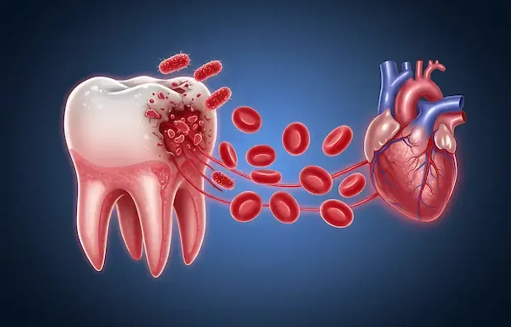 The Link Between Oral Health and Cardiovascular Disease That Research Confirms