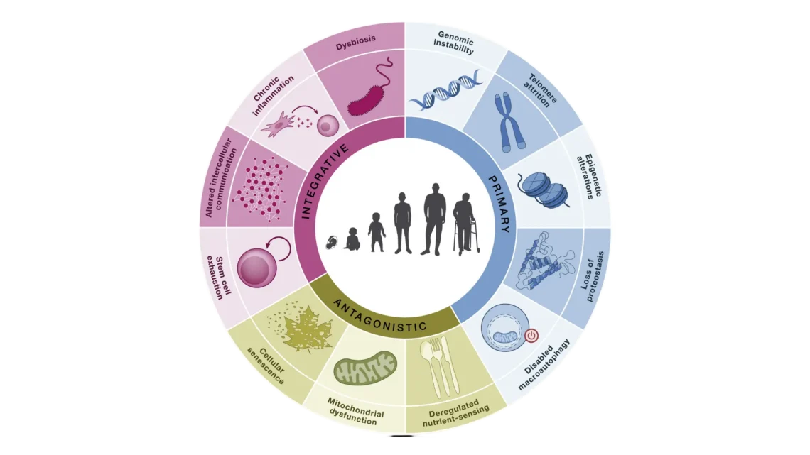 What the Hallmarks of Aging Are and Which Ones Science Can Currently Intervene On