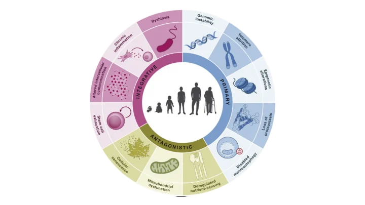 What the Hallmarks of Aging Are and Which Ones Science Can Currently Intervene On