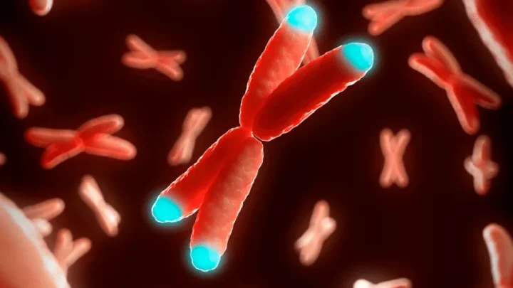 What Telomere Length Testing Can and Cannot Tell You About Your Health