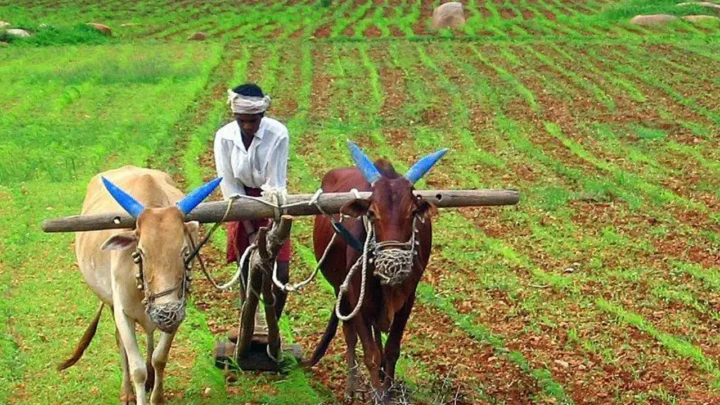 Organic Farming vs. Conventional: What the Nutritional Research Shows